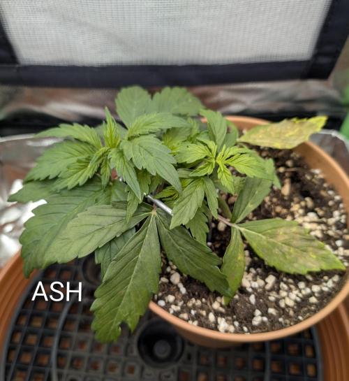 Sauvignon Blanc & Auto Skywalker Haze. Week 3 - 06.11.2025