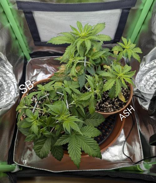 Sauvignon Blanc & Auto Skywalker Haze. Week 4 - 14.11.25
