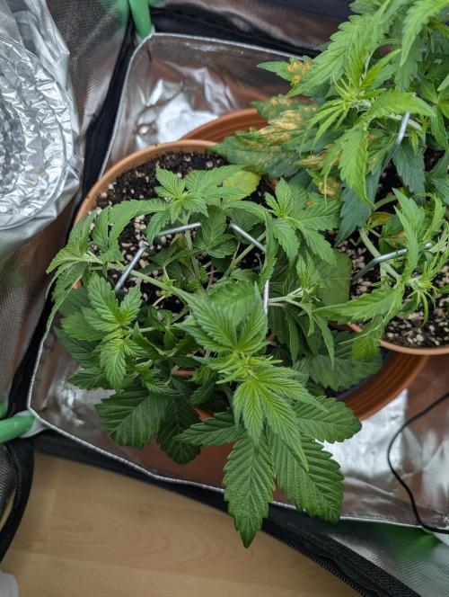 Sauvignon Blanc & Auto Skywalker Haze. Week 4 - 14.11.25