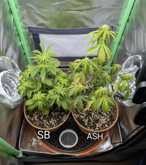 Sauvignon Blanc & Auto Skywalker Haze. Week 5 - 20.11.25