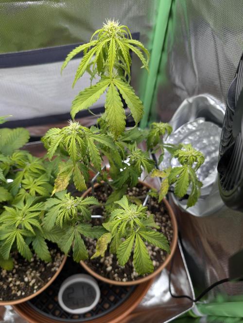 Sauvignon Blanc & Auto Skywalker Haze. Week 5 - 20.11.25