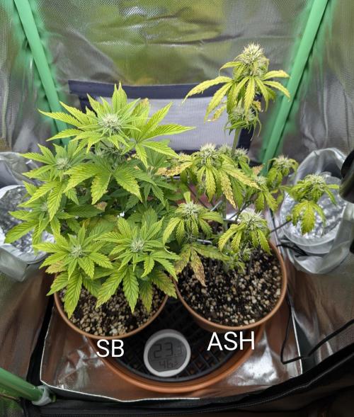 Sauvignon Blanc & Auto Skywalker Haze. Week 6 - 29.11.2025