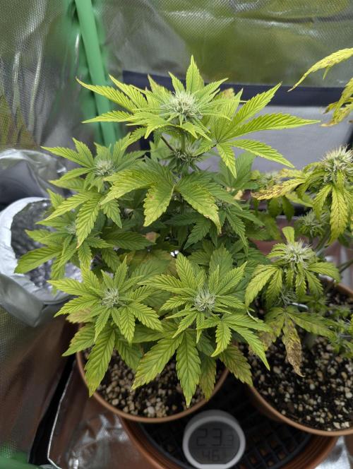 Sauvignon Blanc & Auto Skywalker Haze. Week 6 - 29.11.2025