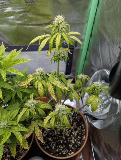 Sauvignon Blanc & Auto Skywalker Haze. Week 6 - 29.11.2025