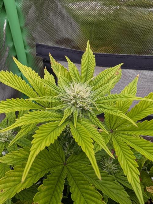 Sauvignon Blanc & Auto Skywalker Haze. Week 6 - 29.11.2025