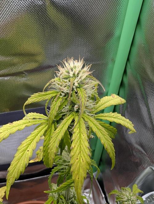 Sauvignon Blanc & Auto Skywalker Haze. Week 6 - 29.11.2025