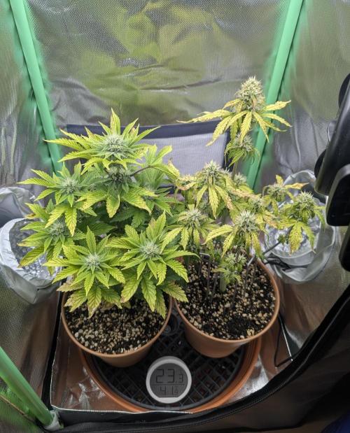 Sauvignon Blanc & Auto Skywalker Haze. Week 7 - 04.12.25