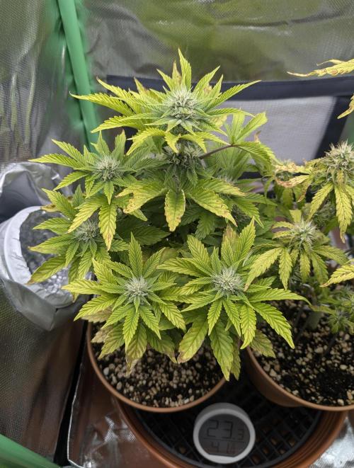 Sauvignon Blanc & Auto Skywalker Haze. Week 7 - 04.12.25