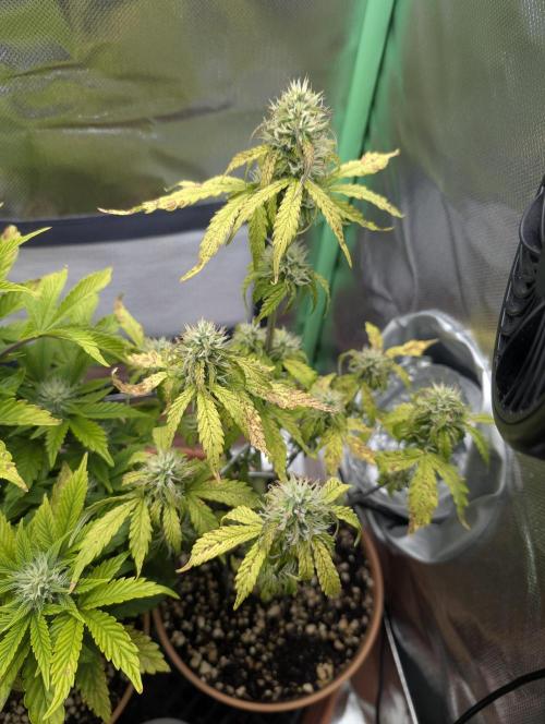 Sauvignon Blanc & Auto Skywalker Haze. Week 7 - 04.12.25