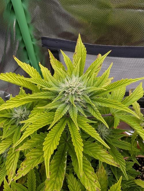 Sauvignon Blanc & Auto Skywalker Haze. Week 7 - 04.12.25