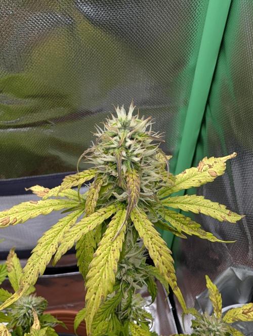 Sauvignon Blanc & Auto Skywalker Haze. Week 7 - 04.12.25