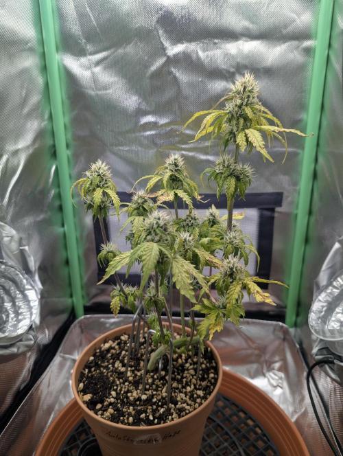 Sauvignon Blanc & Auto Skywalker Haze. Week 7 - 04.12.25