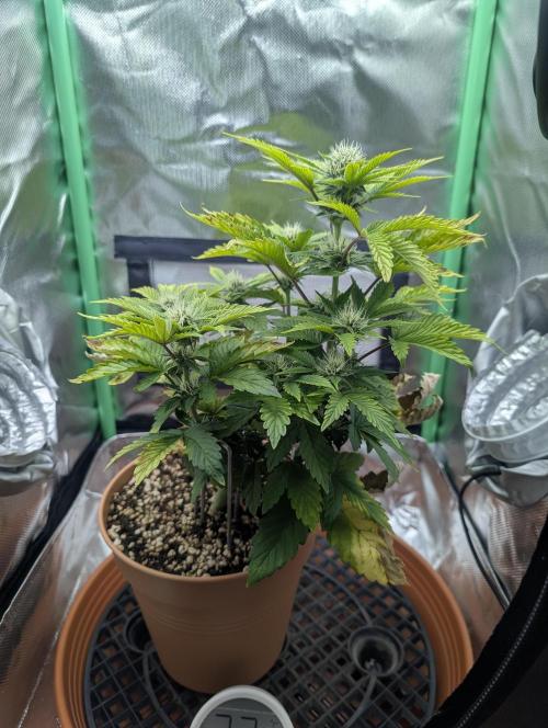 Sauvignon Blanc & Auto Skywalker Haze. Week 7 - 04.12.25