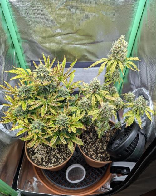 Sauvignon Blanc & Auto Skywalker Haze. Week 9 - 19.12.25