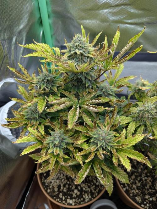 Sauvignon Blanc & Auto Skywalker Haze. Week 9 - 19.12.25