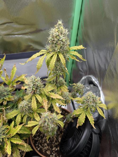 Sauvignon Blanc & Auto Skywalker Haze. Week 9 - 19.12.25