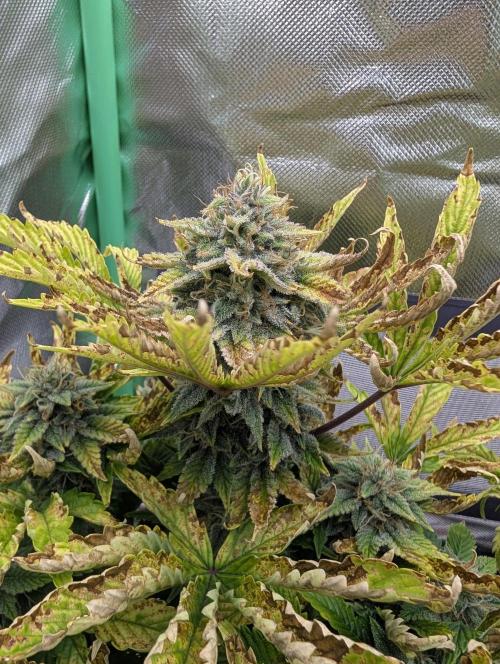 Sauvignon Blanc & Auto Skywalker Haze. Week 9 - 19.12.25