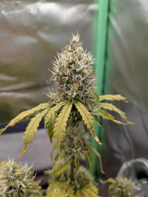 Sauvignon Blanc & Auto Skywalker Haze. Week 9 - 19.12.25