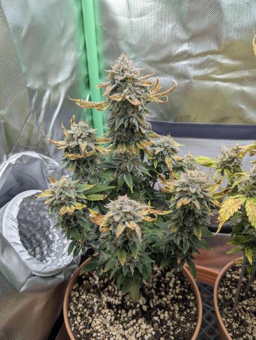 Sauvignon Blanc & Auto Skywalker Haze. Week 11 - 28.12.25