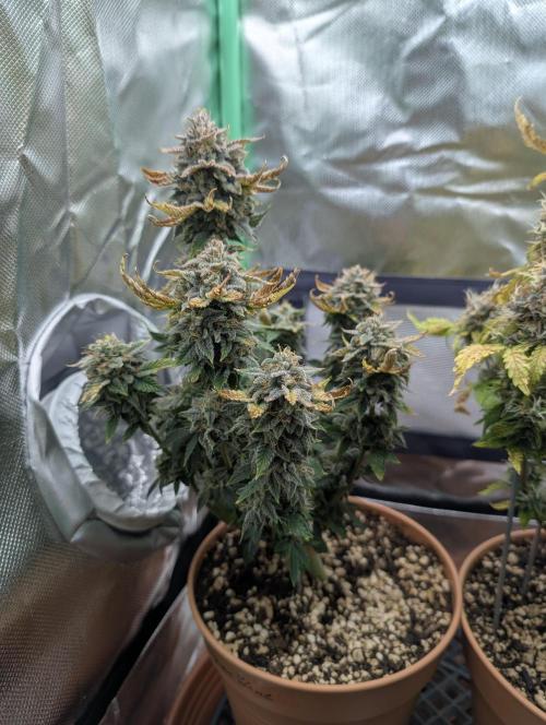 Sauvignon Blanc & Auto Skywalker Haze. Week 11 - 28.12.25