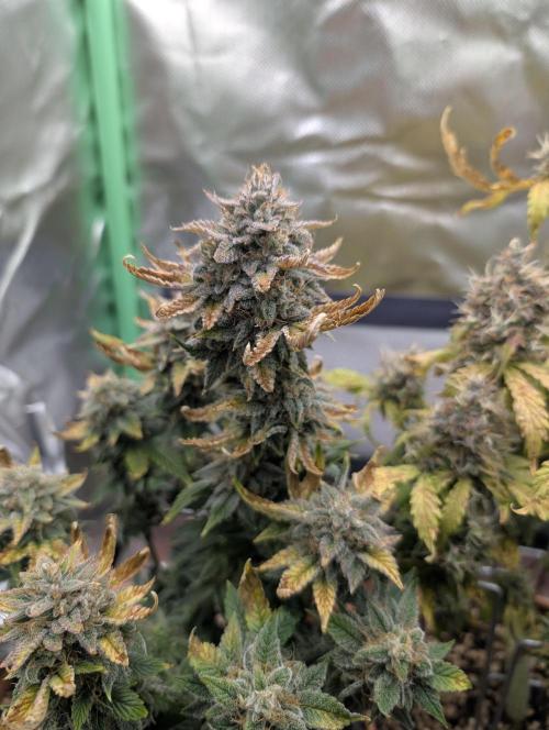 Sauvignon Blanc & Auto Skywalker Haze. Week 11 - 28.12.25