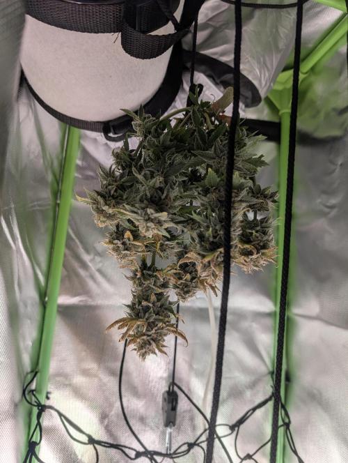 Sauvignon Blanc & Auto Skywalker Haze. Week 11 - 28.12.25