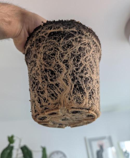 Sauvignon Blanc & Auto Skywalker Haze. Week 11 - 28.12.25