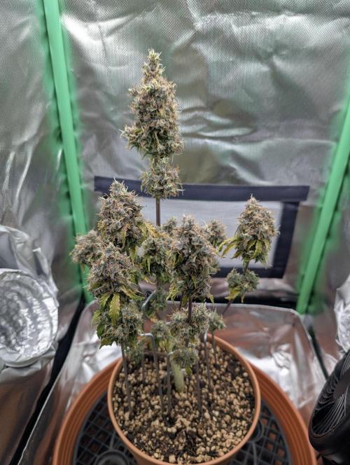 Sauvignon Blanc & Auto Skywalker Haze. Week 12 - 04.01.26