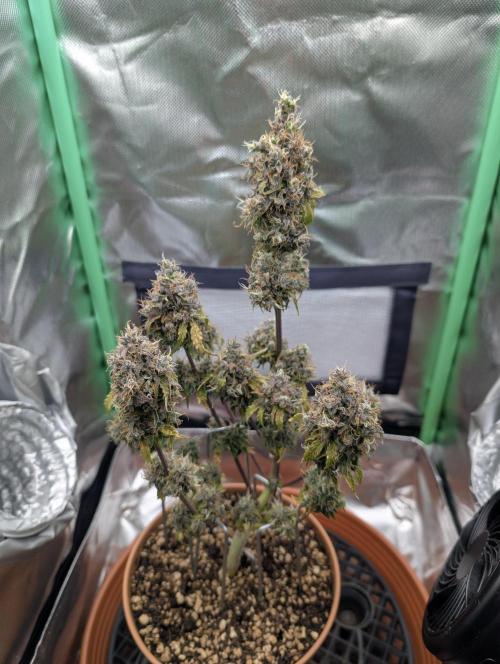 Sauvignon Blanc & Auto Skywalker Haze. Week 12 - 04.01.26