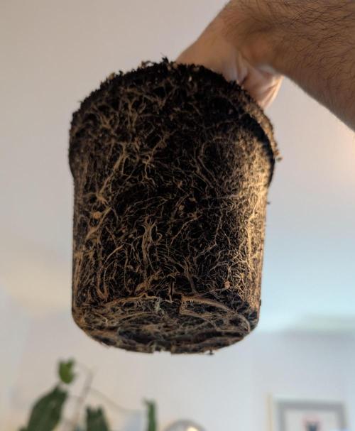 Sauvignon Blanc & Auto Skywalker Haze. Week 12 - 04.01.26