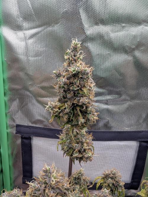 Sauvignon Blanc & Auto Skywalker Haze. Week 12 - 04.01.26