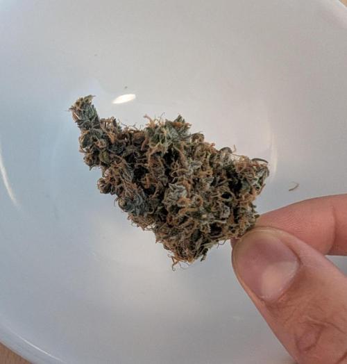 Sauvignon Blanc & Auto Skywalker Haze. Week 12 - 18.01.26