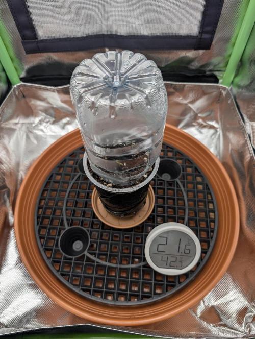 Mexican Sativa on 40x40cm. Week 0 - 20.02.2026