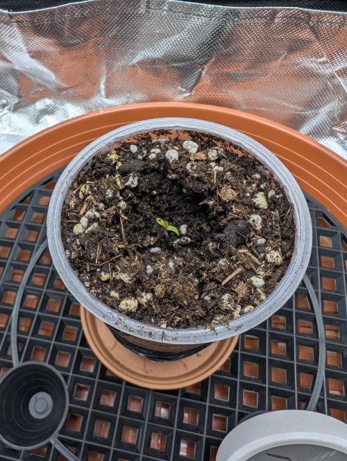 Mexican Sativa on 40x40cm. Week 0 - 20.02.2026