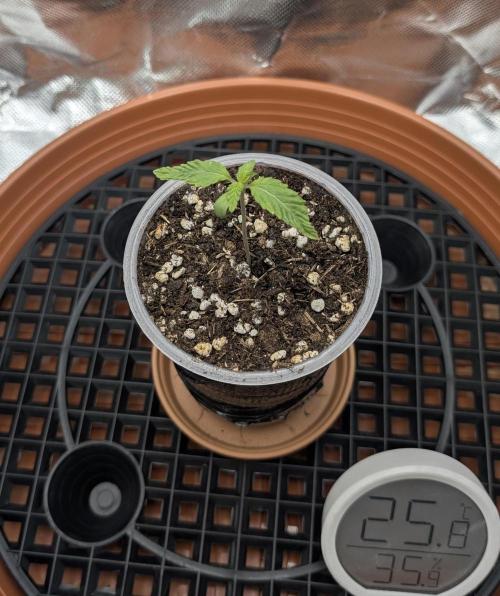 Mexican Sativa on 40x40cm. Week 1 - 27.02.26