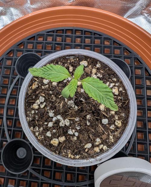 Mexican Sativa on 40x40cm. Week 1 - 27.02.26
