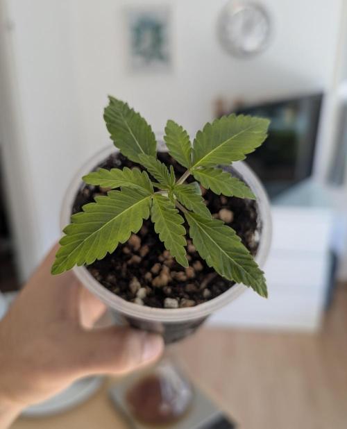 Mexican Sativa on 40x40cm. Week 2 - 03.03.2026