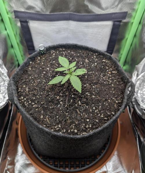 Mexican Sativa on 40x40cm. Week 2 - 03.03.2026