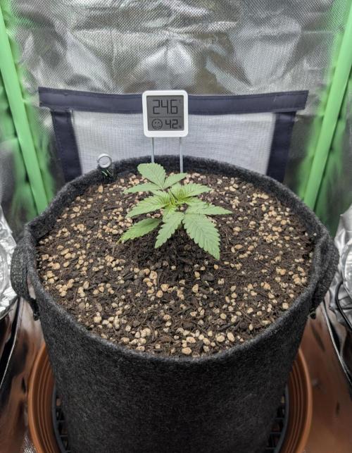 Mexican Sativa on 40x40cm. Week 2 - 06.03.2026