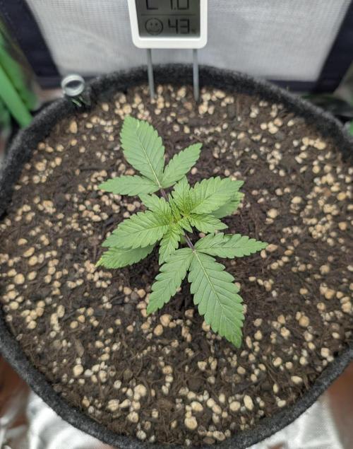 Mexican Sativa on 40x40cm. Week 2 - 06.03.2026