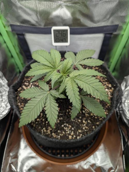 Mexican Sativa on 40x40cm. Week 3 - 13.03.2026