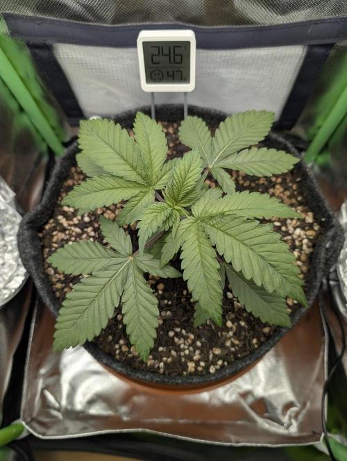 Mexican Sativa on 40x40cm. Week 3 - 13.03.2026
