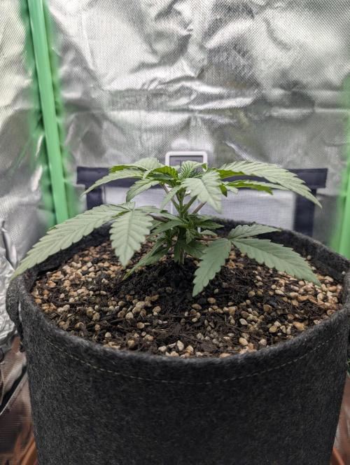 Mexican Sativa on 40x40cm. Week 3 - 13.03.2026