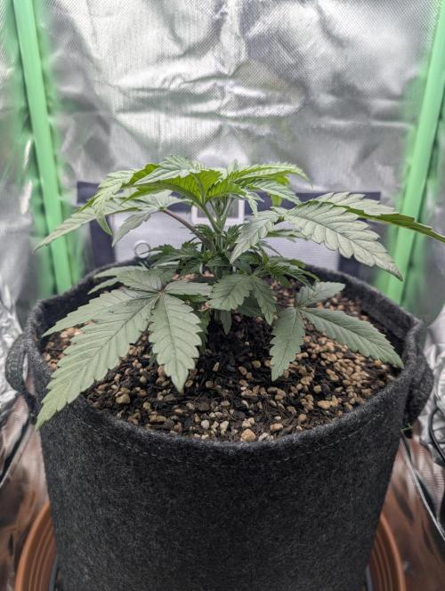 Mexican Sativa on 40x40cm. Week 4 - 17.03.2026