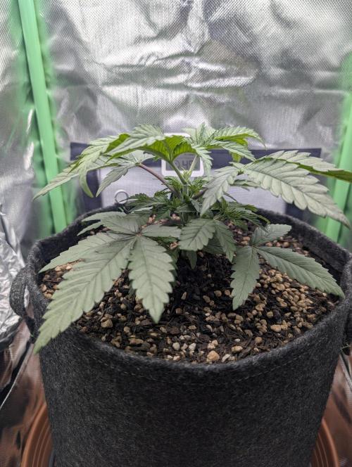 Mexican Sativa on 40x40cm. Week 4 - 17.03.2026