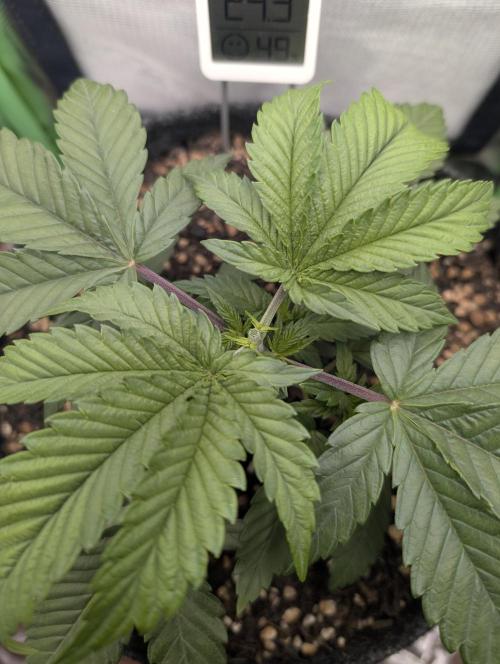 Mexican Sativa on 40x40cm. Week 4 - 17.03.2026
