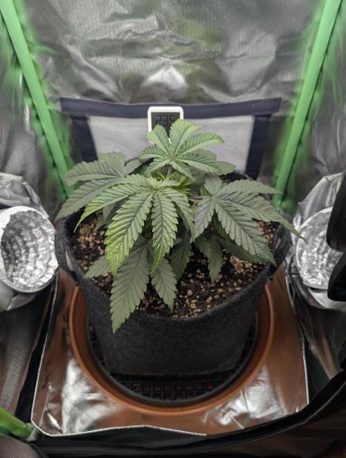 Mexican Sativa on 40x40cm. Week 4 - 20.03.2026