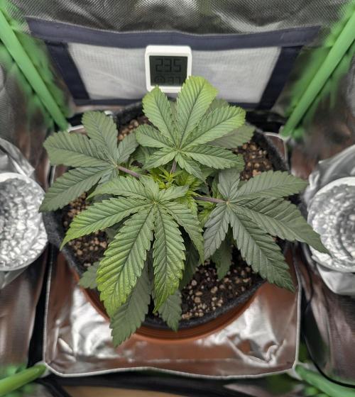 Mexican Sativa on 40x40cm. Week 4 - 20.03.2026