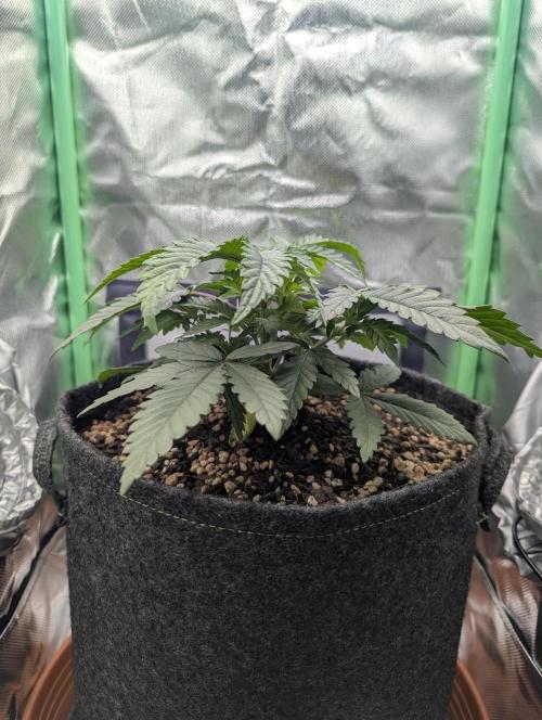 Mexican Sativa on 40x40cm. Week 4 - 20.03.2026