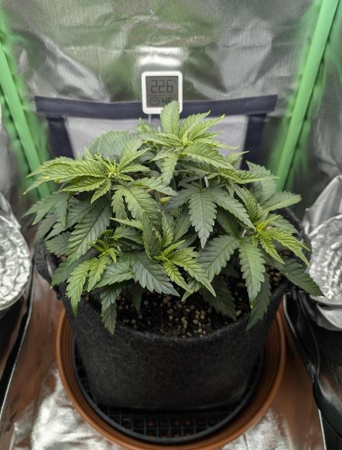 Mexican Sativa on 40x40cm. Week 5 - 27.03.2026